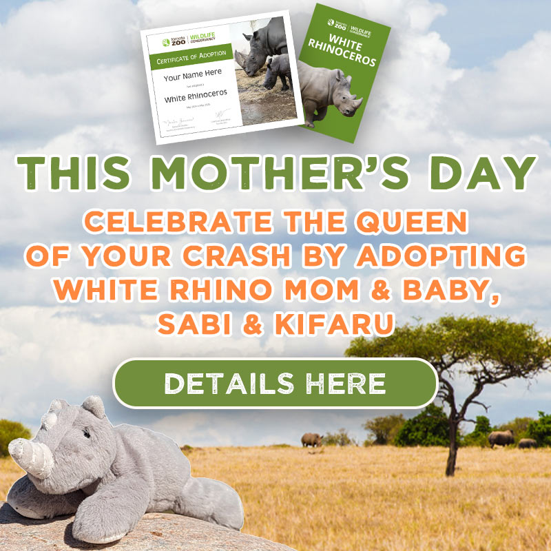 This Mother’s Day, celebrate the queen of your crash by adopting white rhino mom & baby, Sabi & Kifaru - Details Here