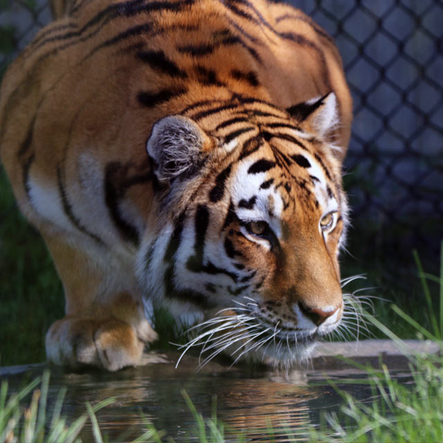 Toronto Zoo Sumatran Tiger Mazy drinking from a pond